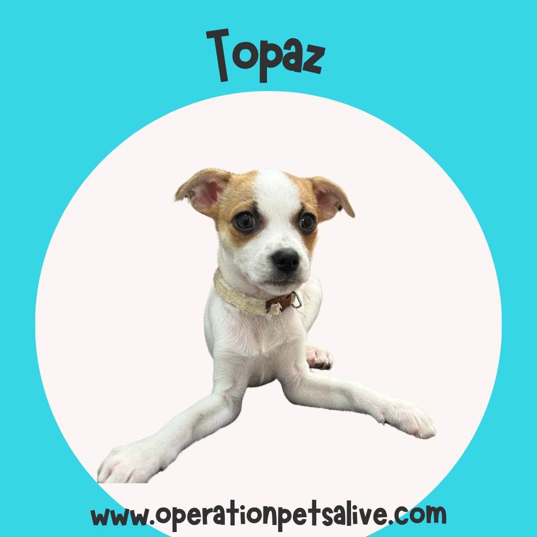 adoptable Dog in Spring, TX named Topaz