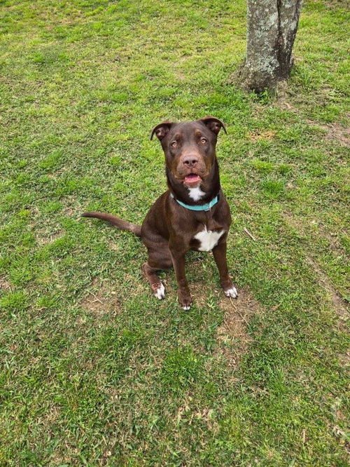 picture of the dog needing adoption