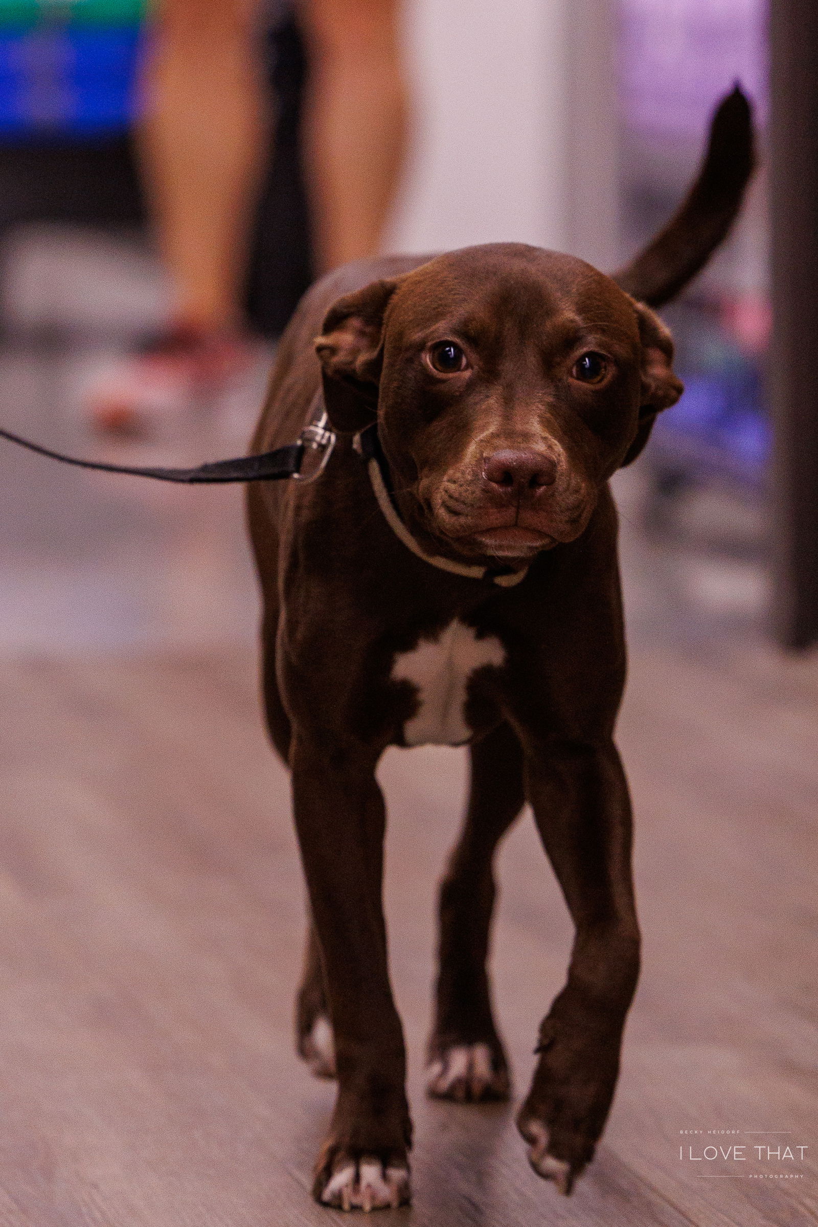 adoptable Dog in Spring, TX named Presley