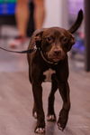 adoptable Dog in Spring, TX named Presley
