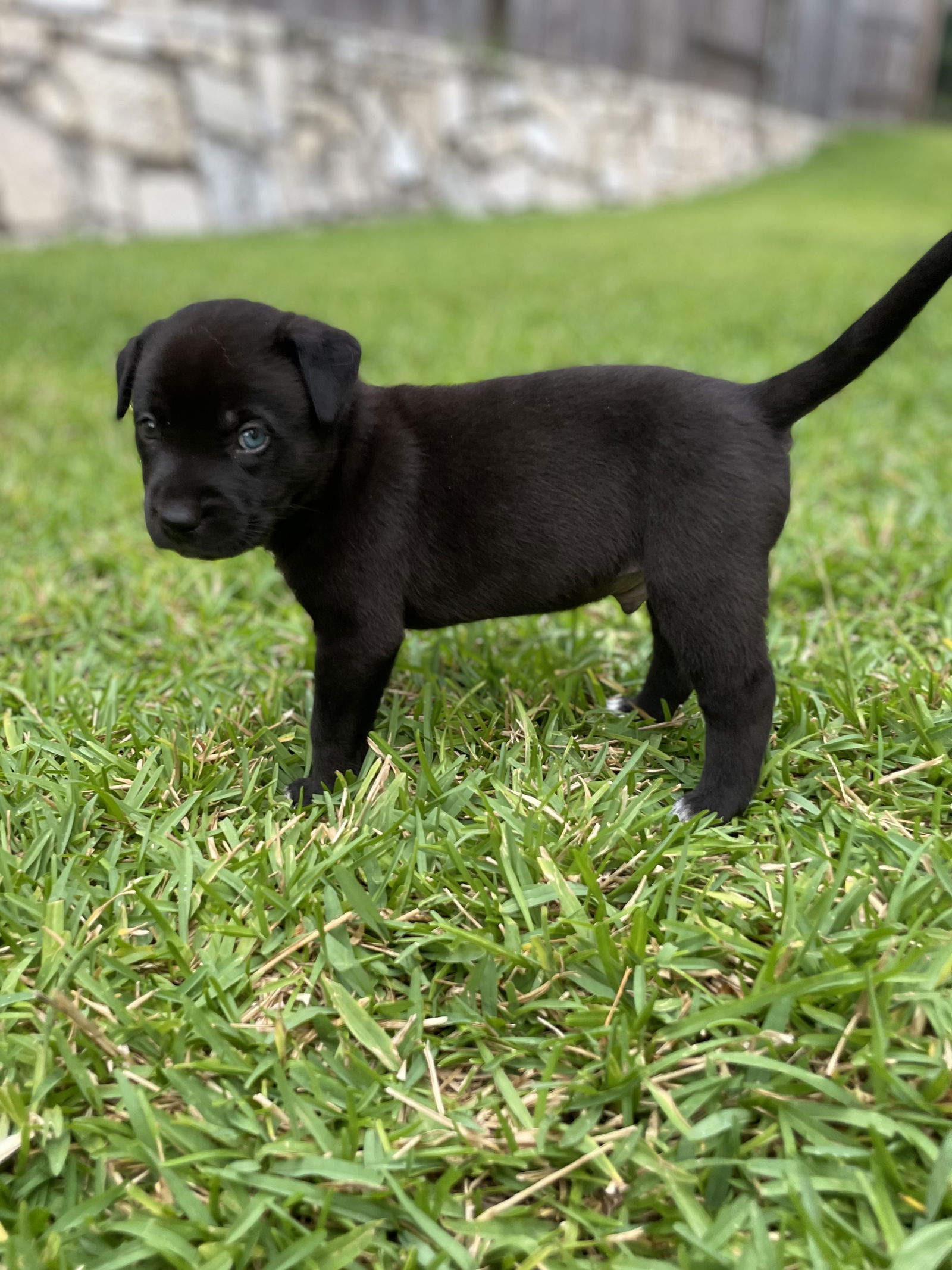 adoptable Dog in Spring, TX named Waylon