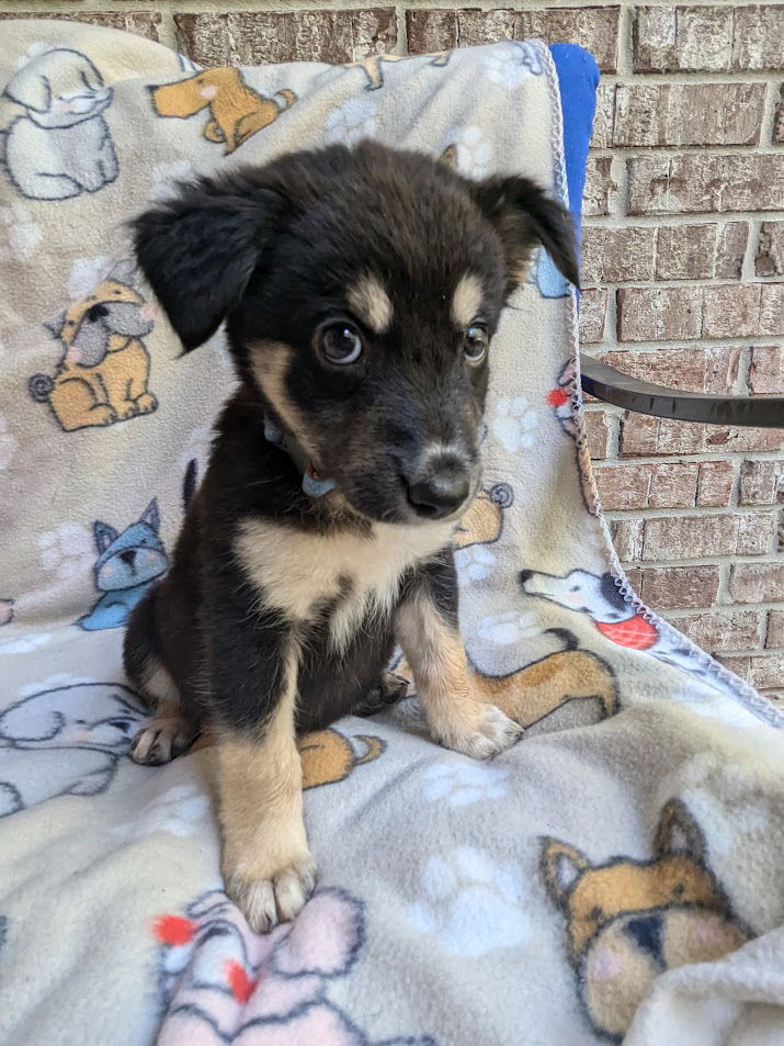 adoptable Dog in Spring, TX named Glamour