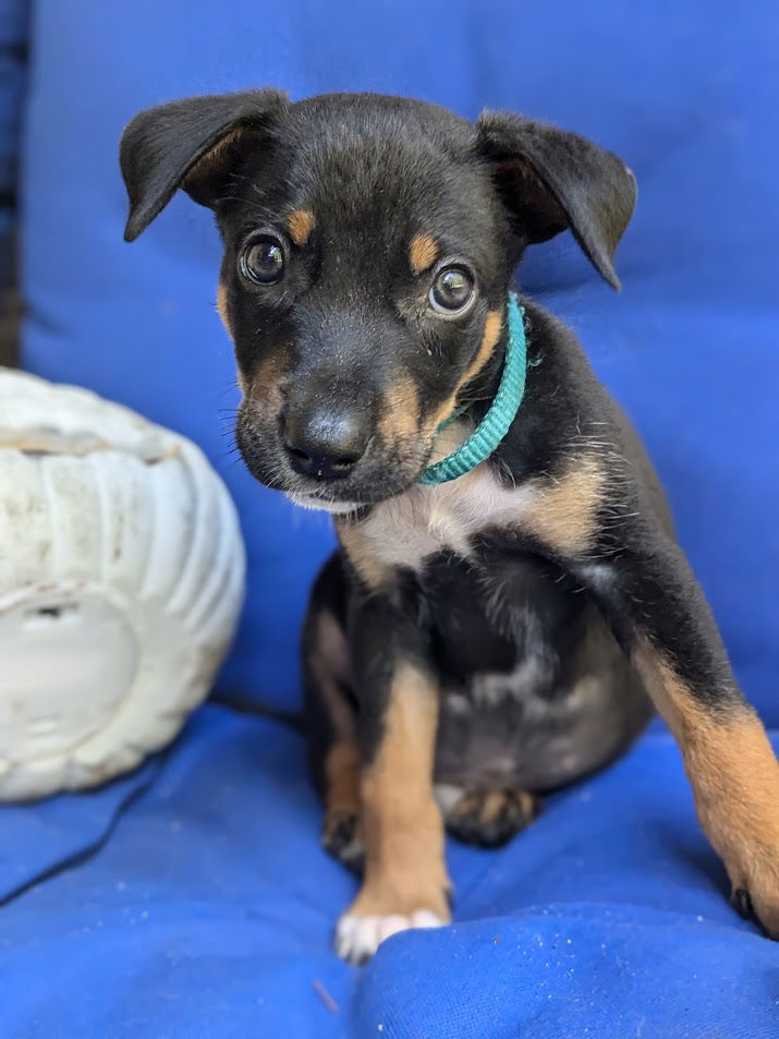 adoptable Dog in Spring, TX named Jaxon