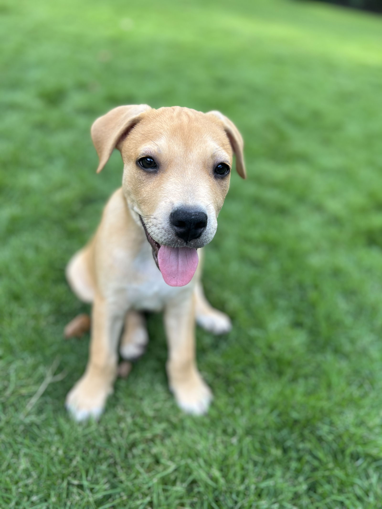 adoptable Dog in Spring, TX named Kane