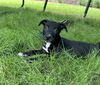 adoptable Dog in Spring, TX named Karly