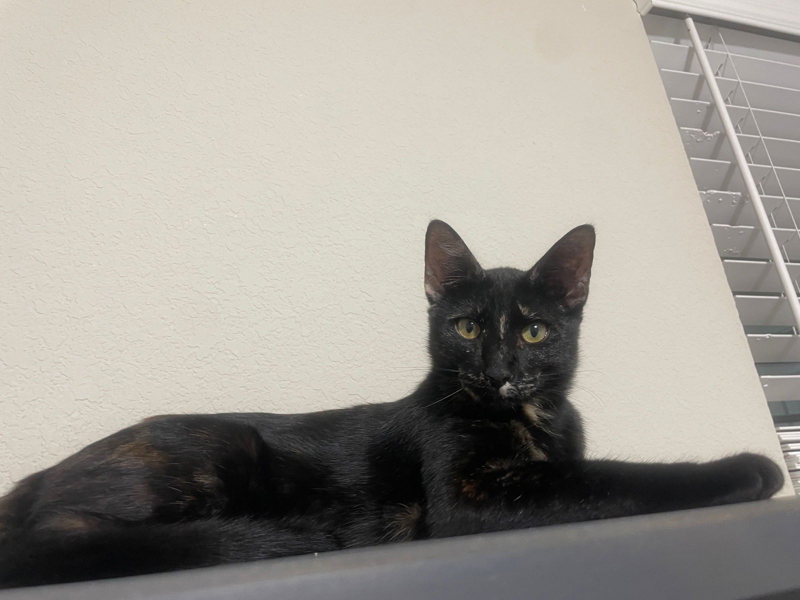 adoptable Cat in Spring, TX named Caoba