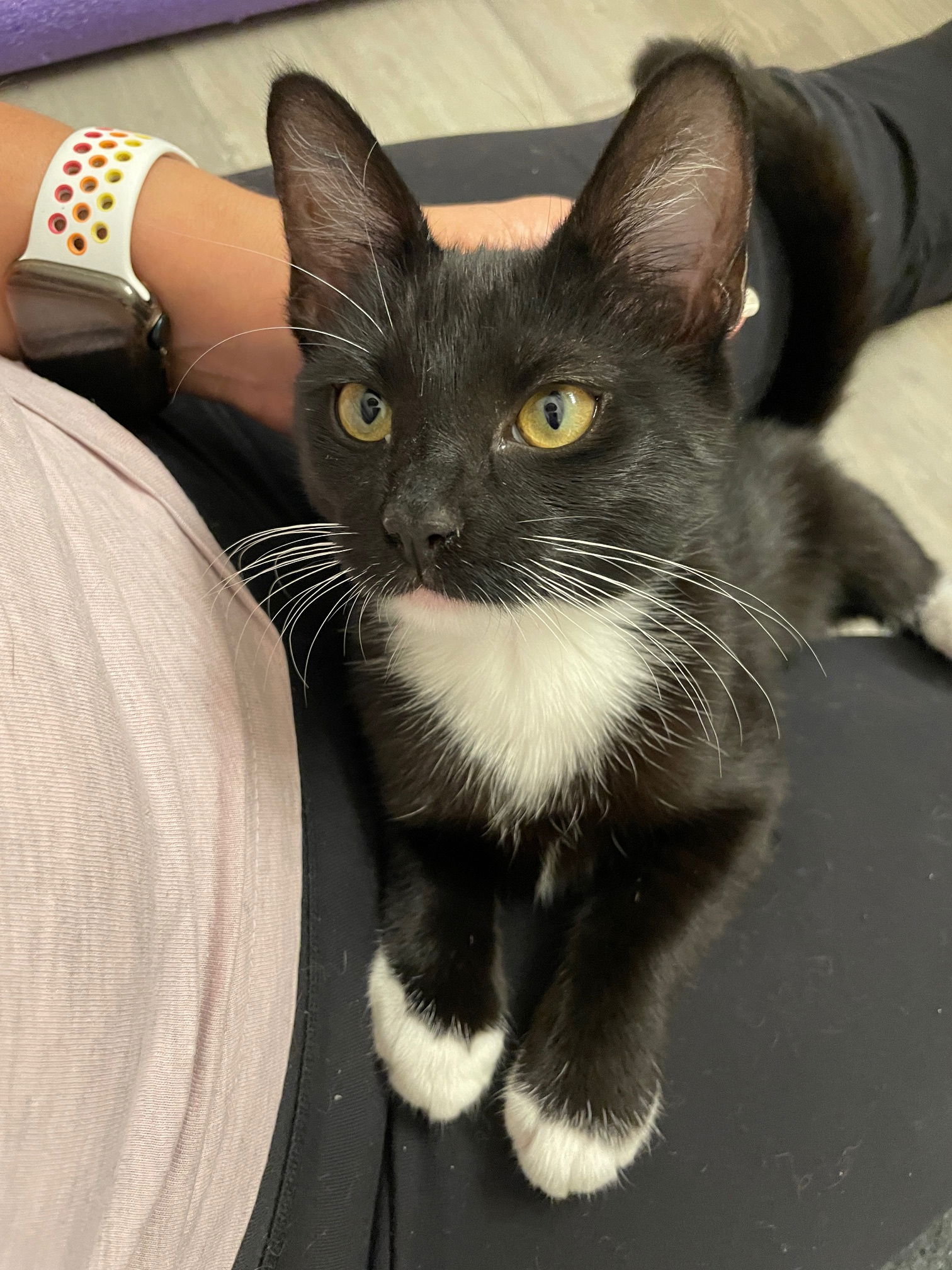 adoptable Cat in Spring, TX named Ebony