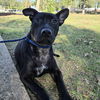 adoptable Dog in  named Phoebe Nix