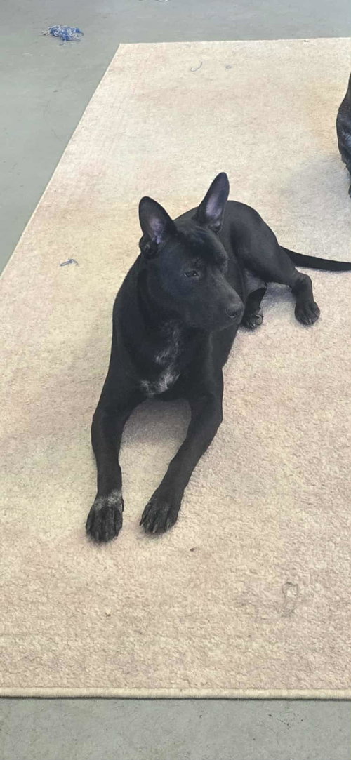 PHOEBE NIX - American Staffordshire Terrier / Australian Cattle Dog/Blue Heeler available for adoption