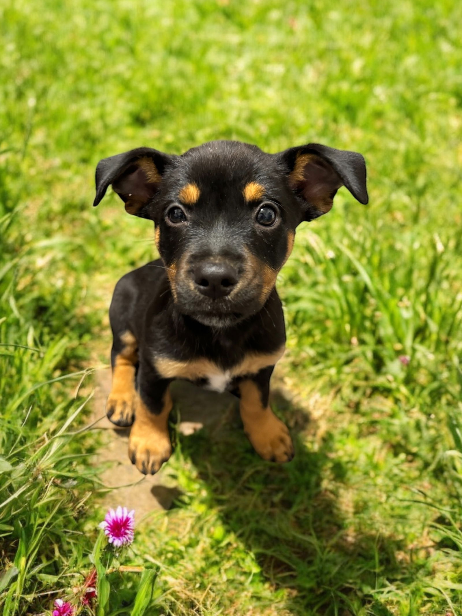 adoptable Dog in Spring, TX named Winifred