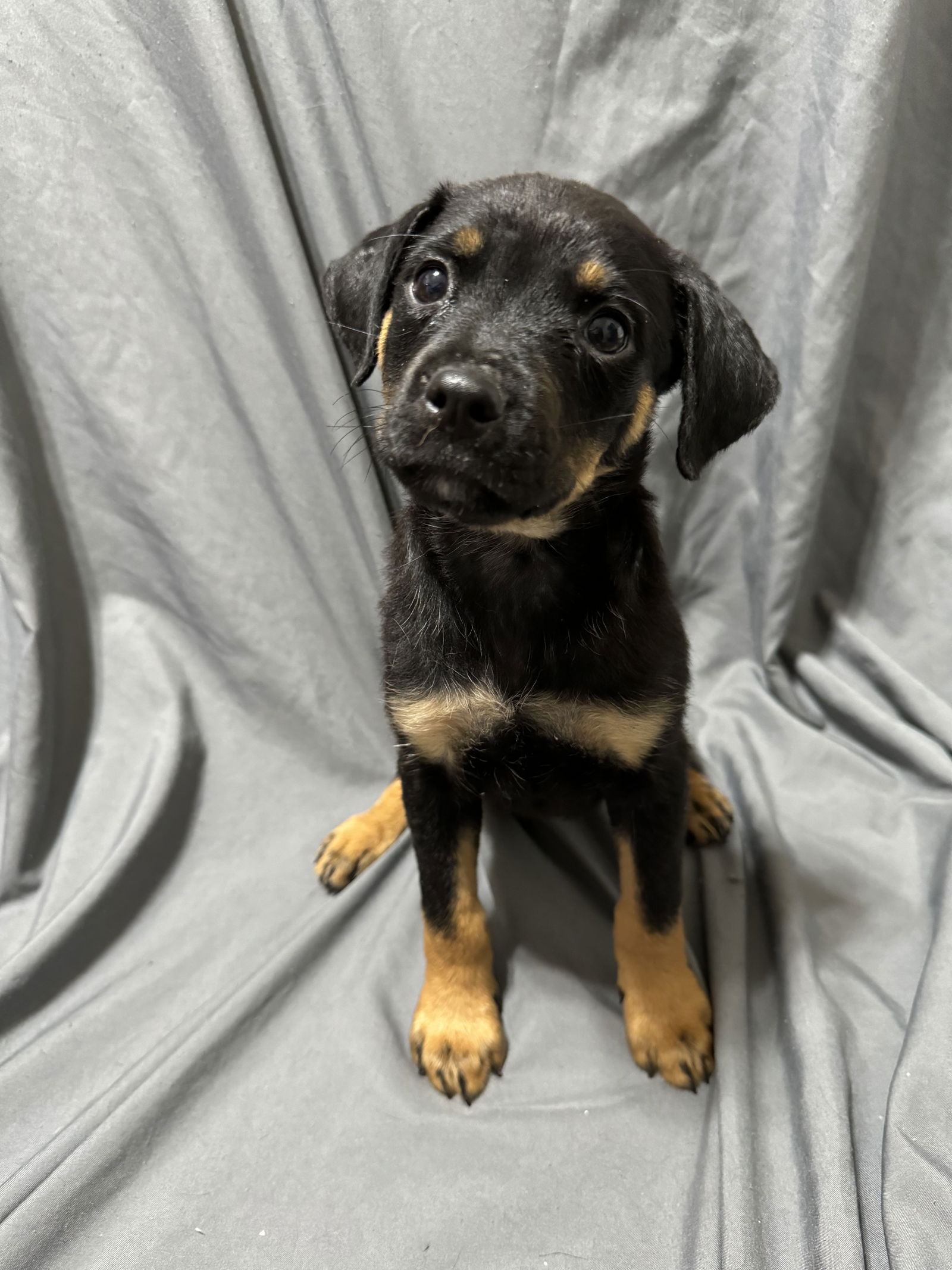 adoptable Dog in Spring, TX named Mary