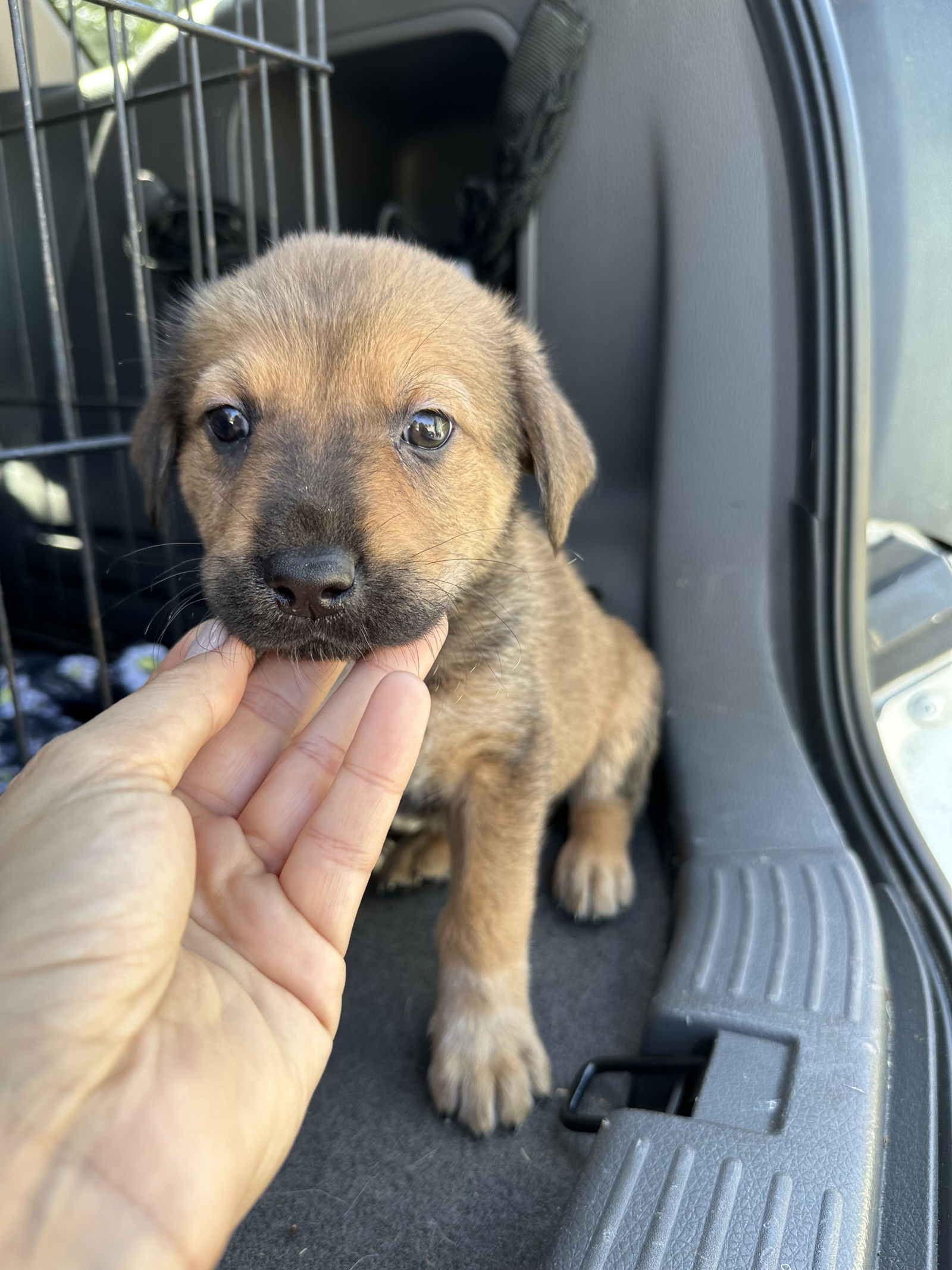 adoptable Dog in Spring, TX named MJ