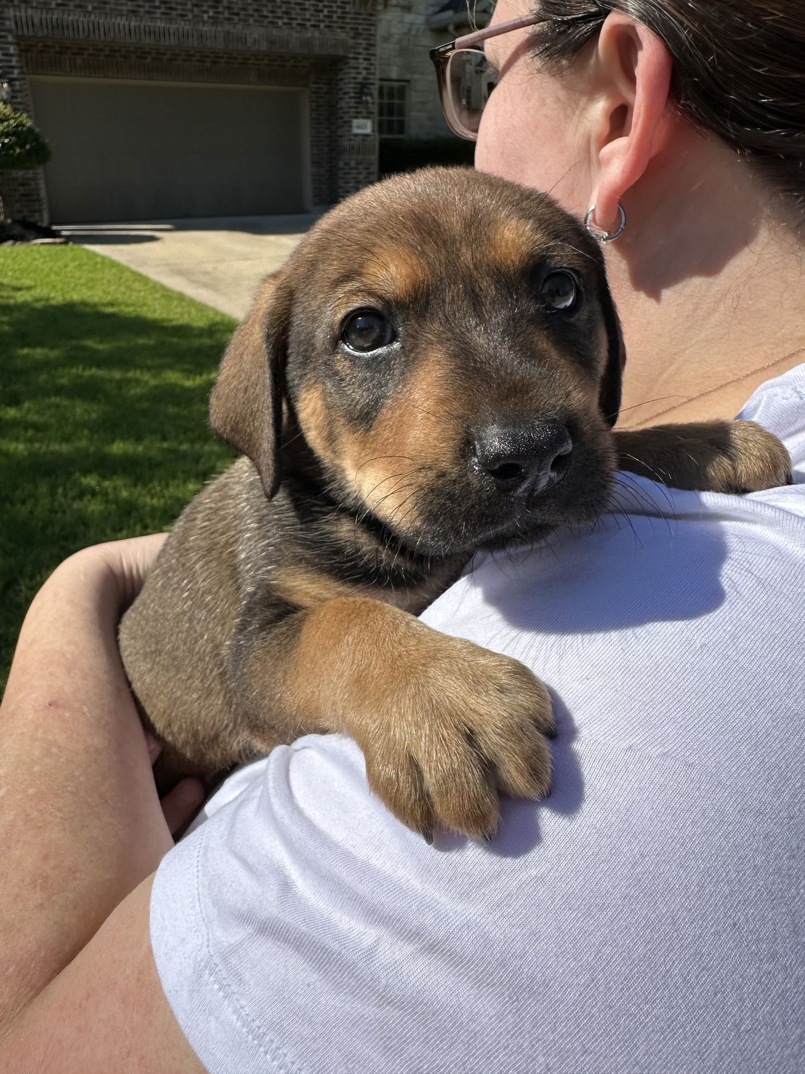 adoptable Dog in Spring, TX named Rocky