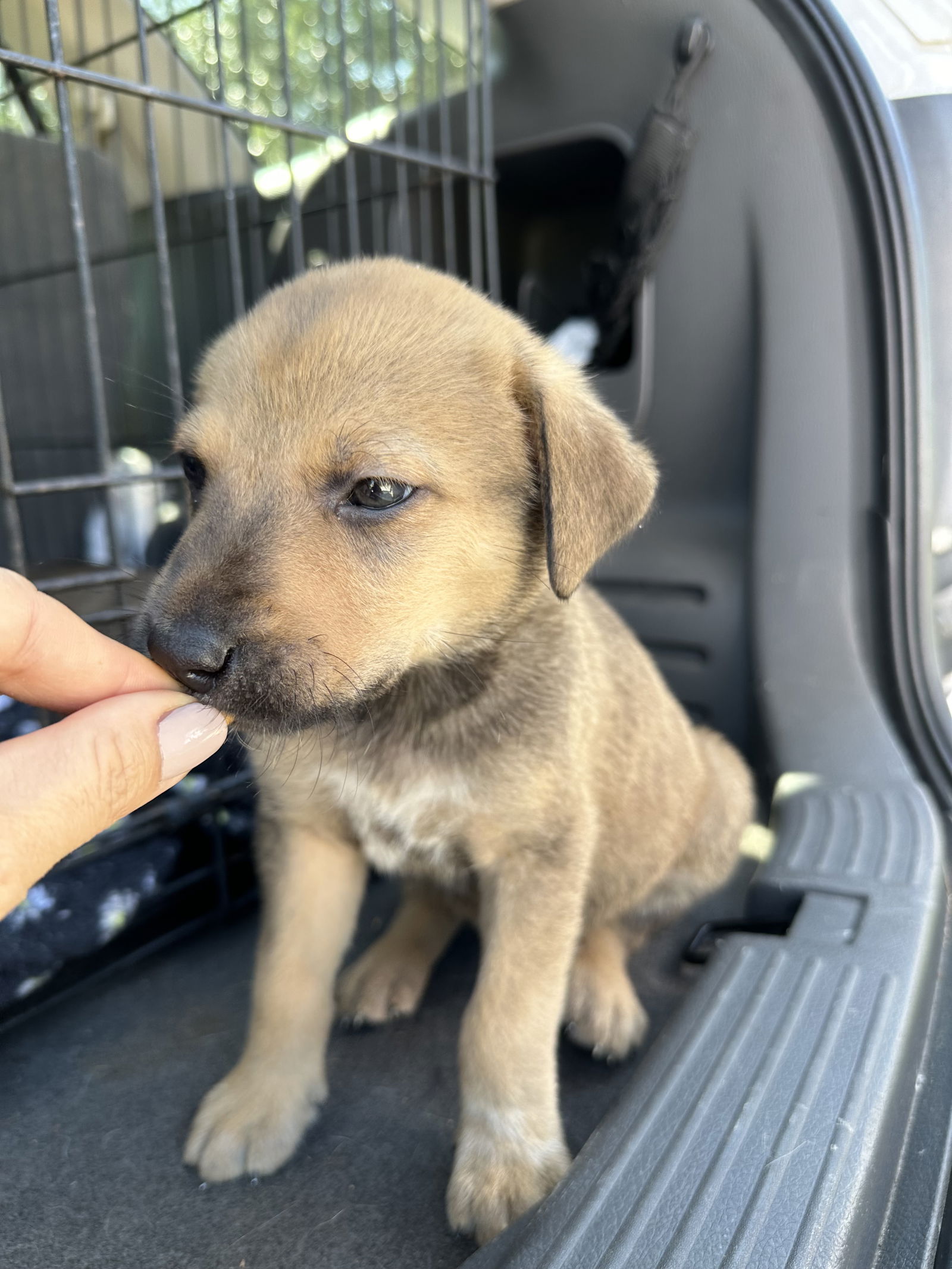 adoptable Dog in Spring, TX named Muscles