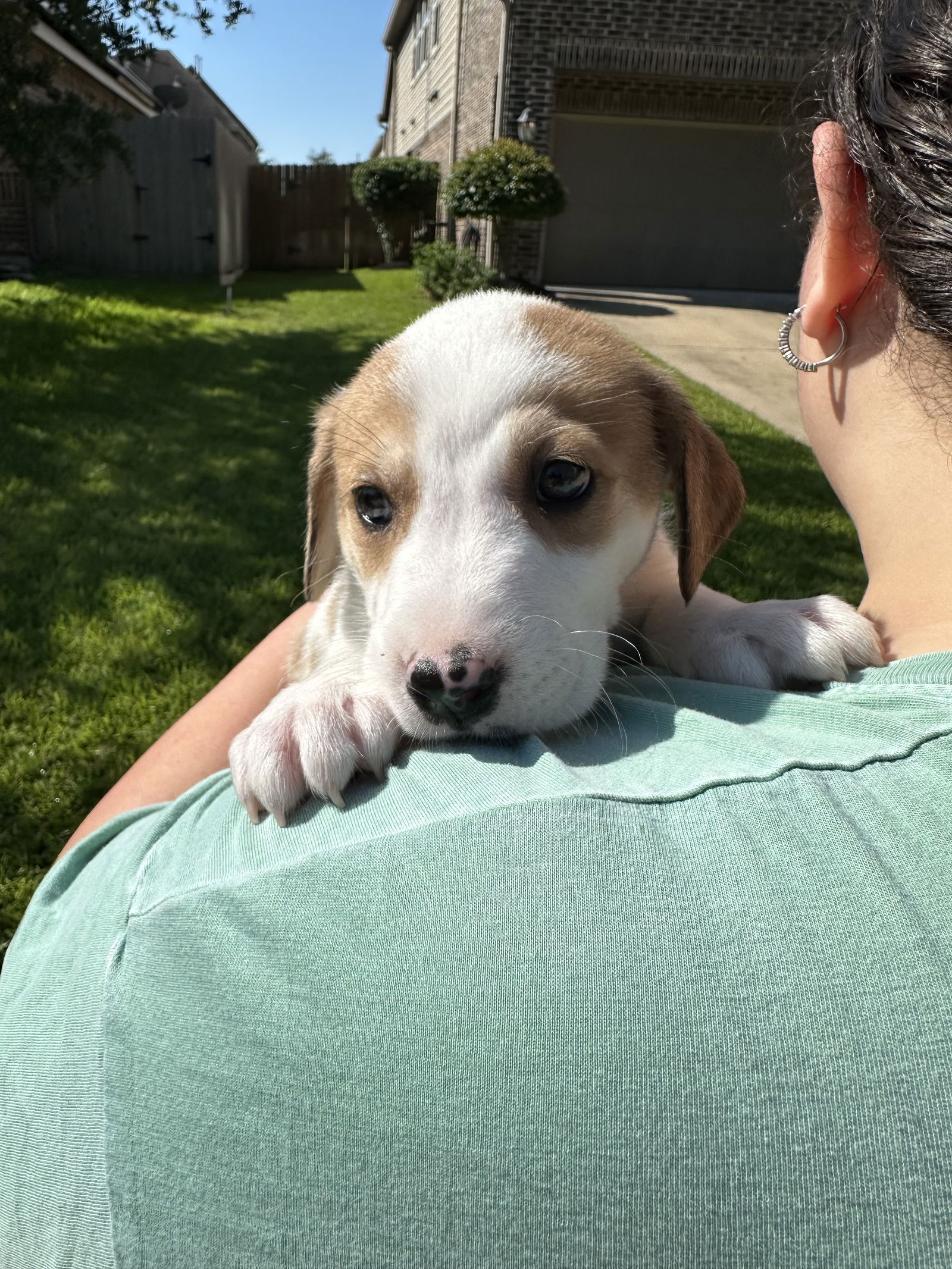 adoptable Dog in Spring, TX named Posie