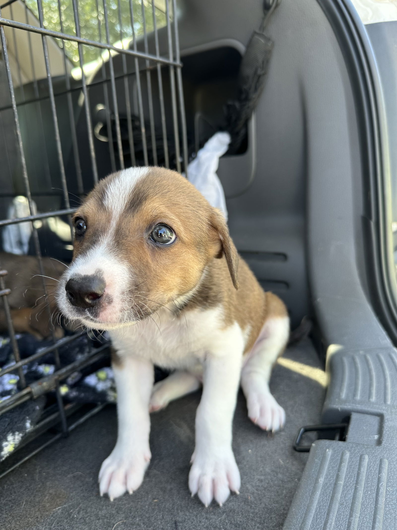 adoptable Dog in Spring, TX named Buddy