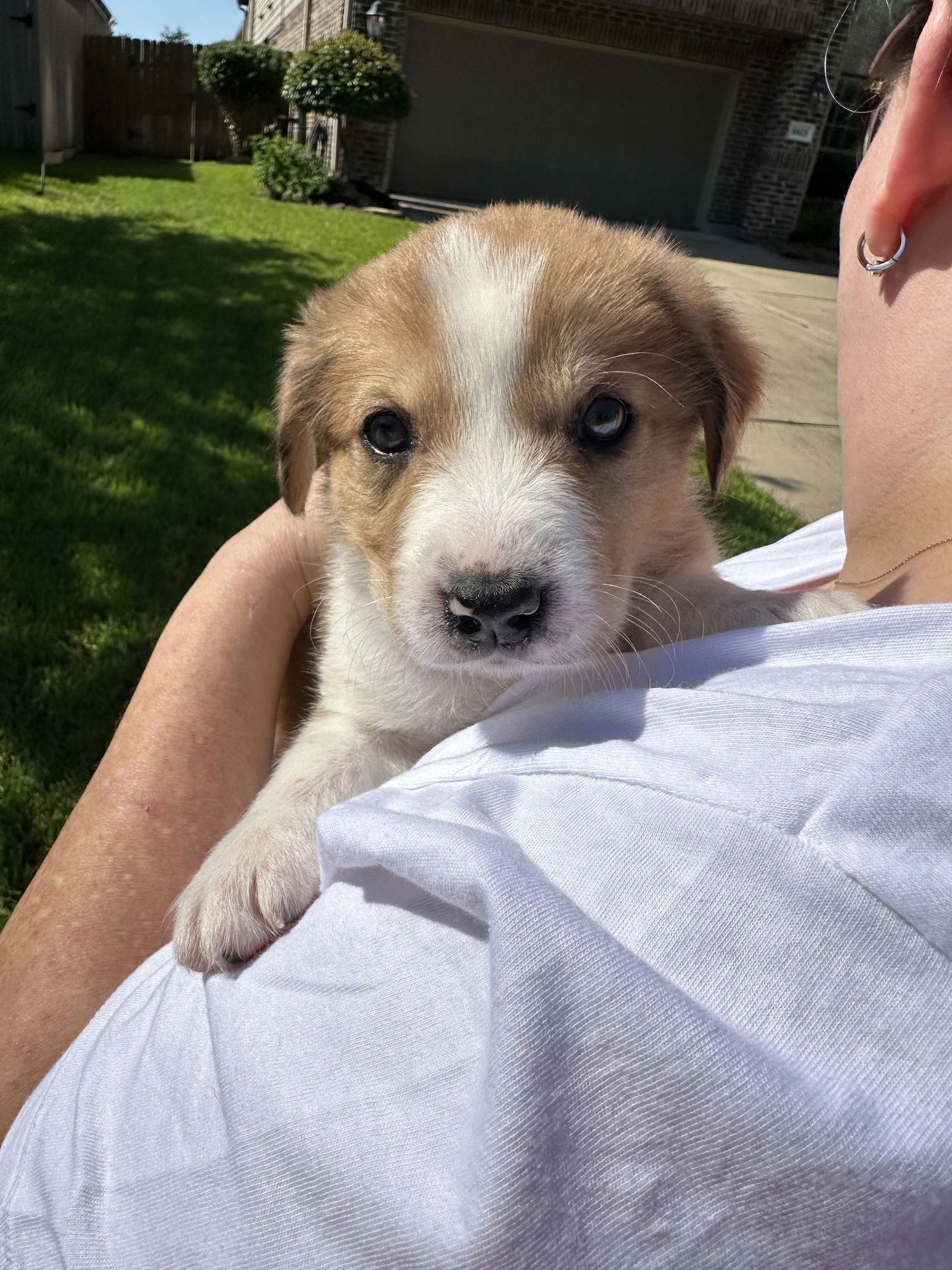 adoptable Dog in Spring, TX named Sassy