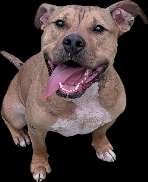 XANDER - Bulldog available for adoption