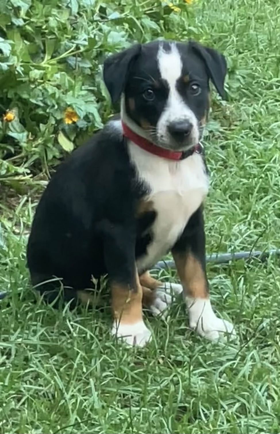 adoptable Dog in Spring, TX named Josie