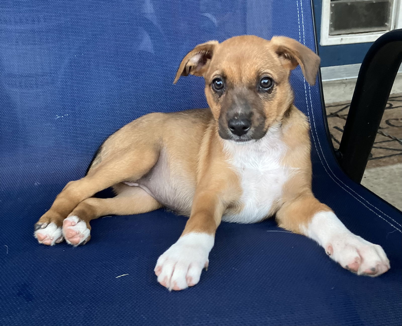 adoptable Dog in Spring, TX named Jamie