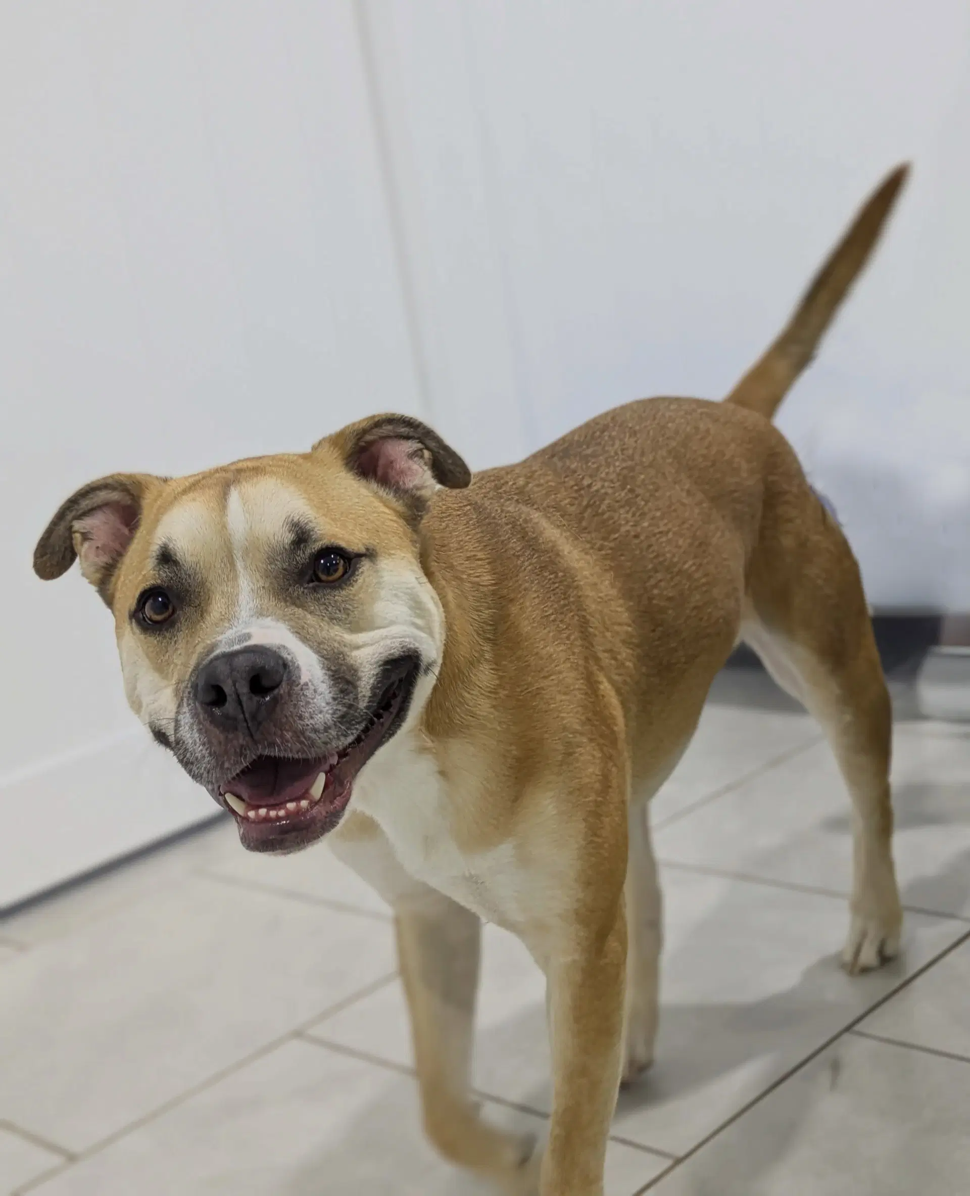 Tank - Boxer