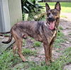 adoptable Dog in  named London