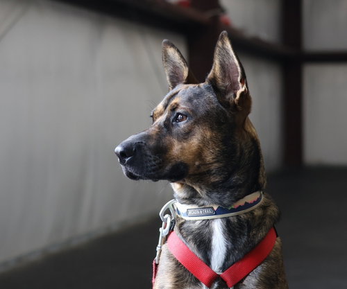 picture of the dog needing adoption