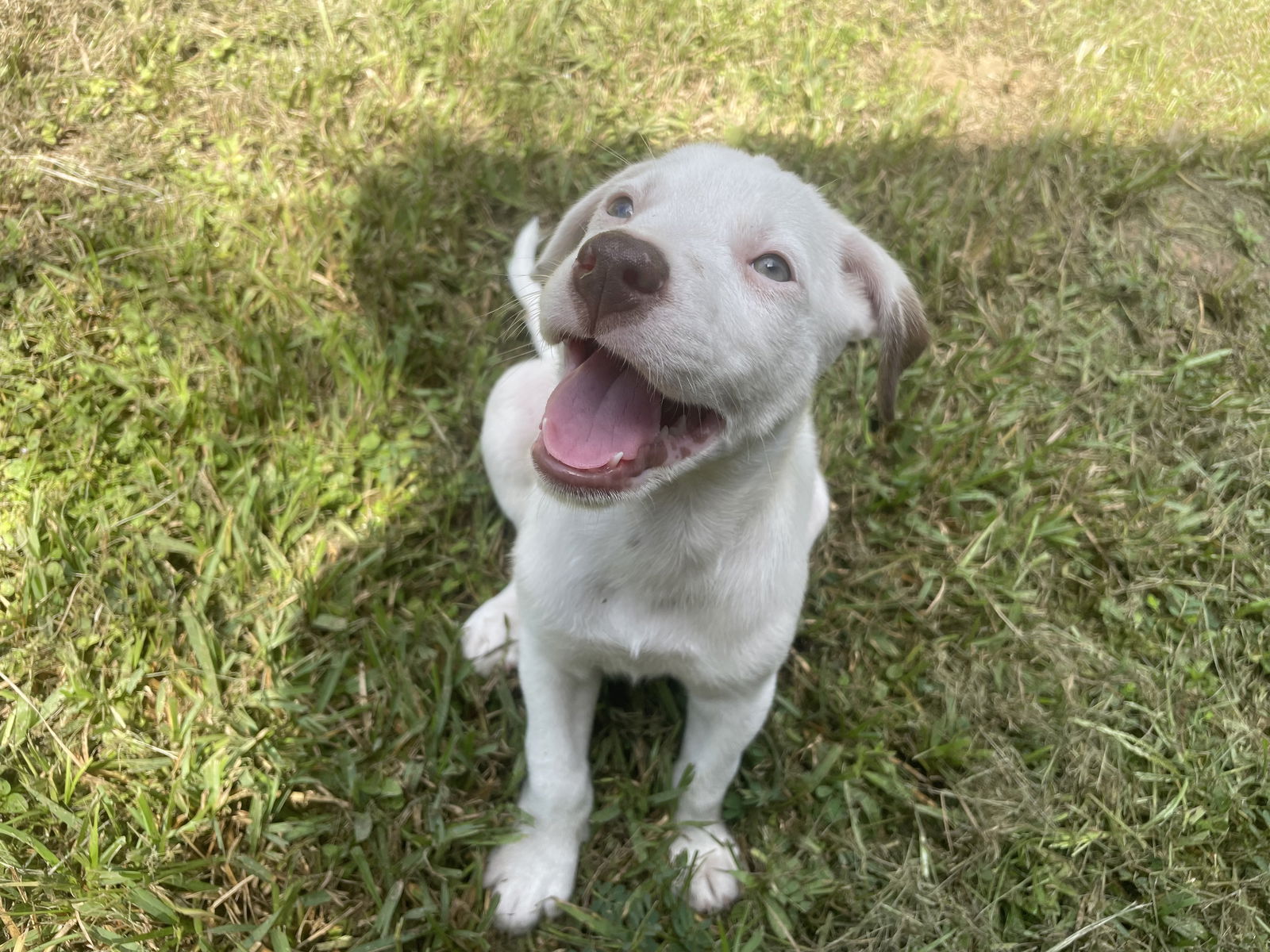 adoptable Dog in Spring, TX named Sally