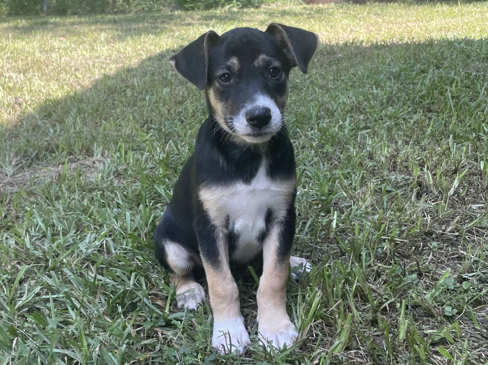 adoptable Dog in Spring, TX named Sandy