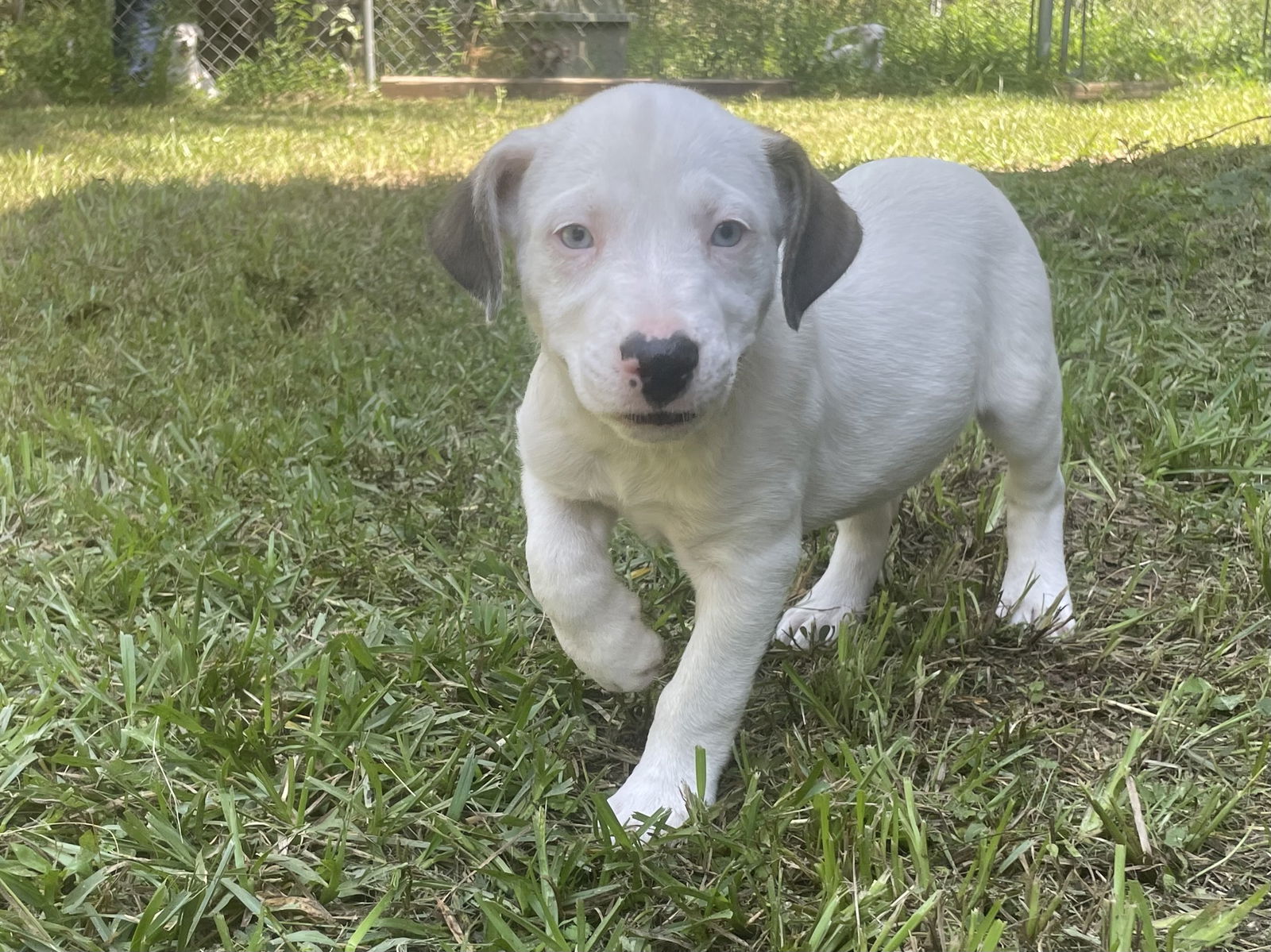 adoptable Dog in Spring, TX named Sara