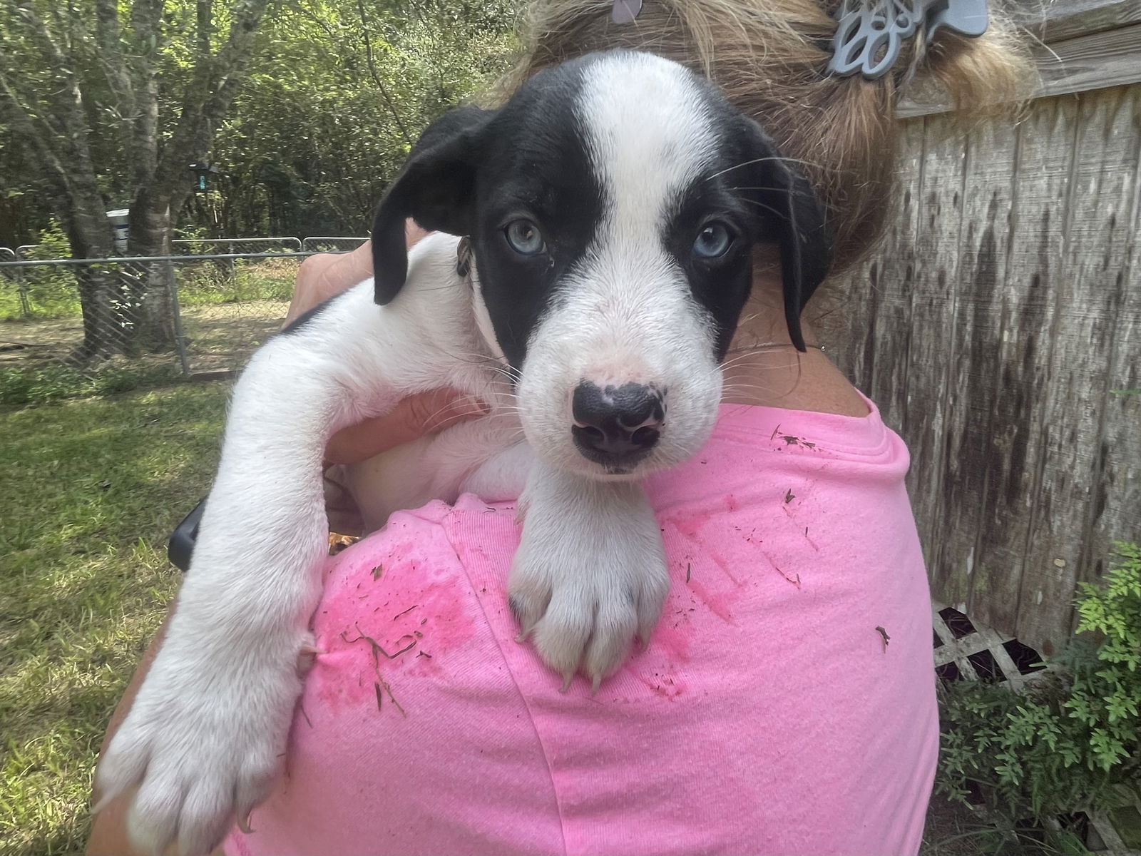 adoptable Dog in Spring, TX named Sawyer