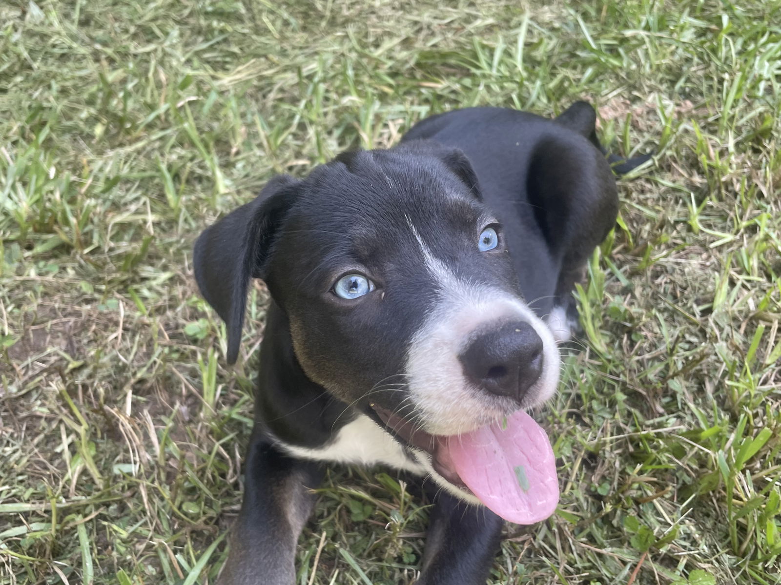 adoptable Dog in Spring, TX named Simon