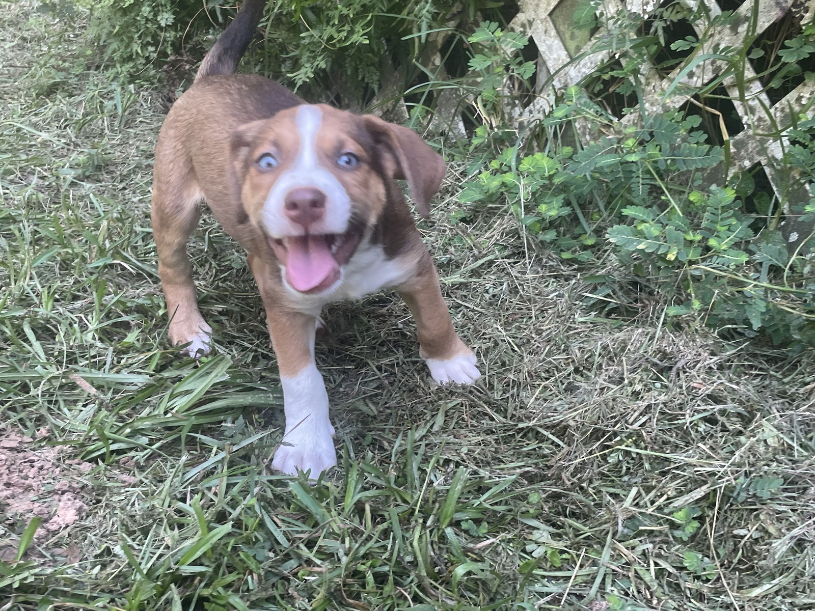 adoptable Dog in Spring, TX named Silvy