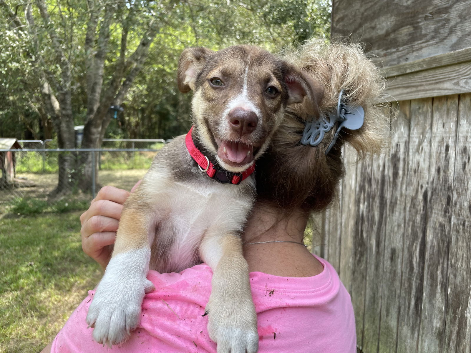 adoptable Dog in Spring, TX named Sean