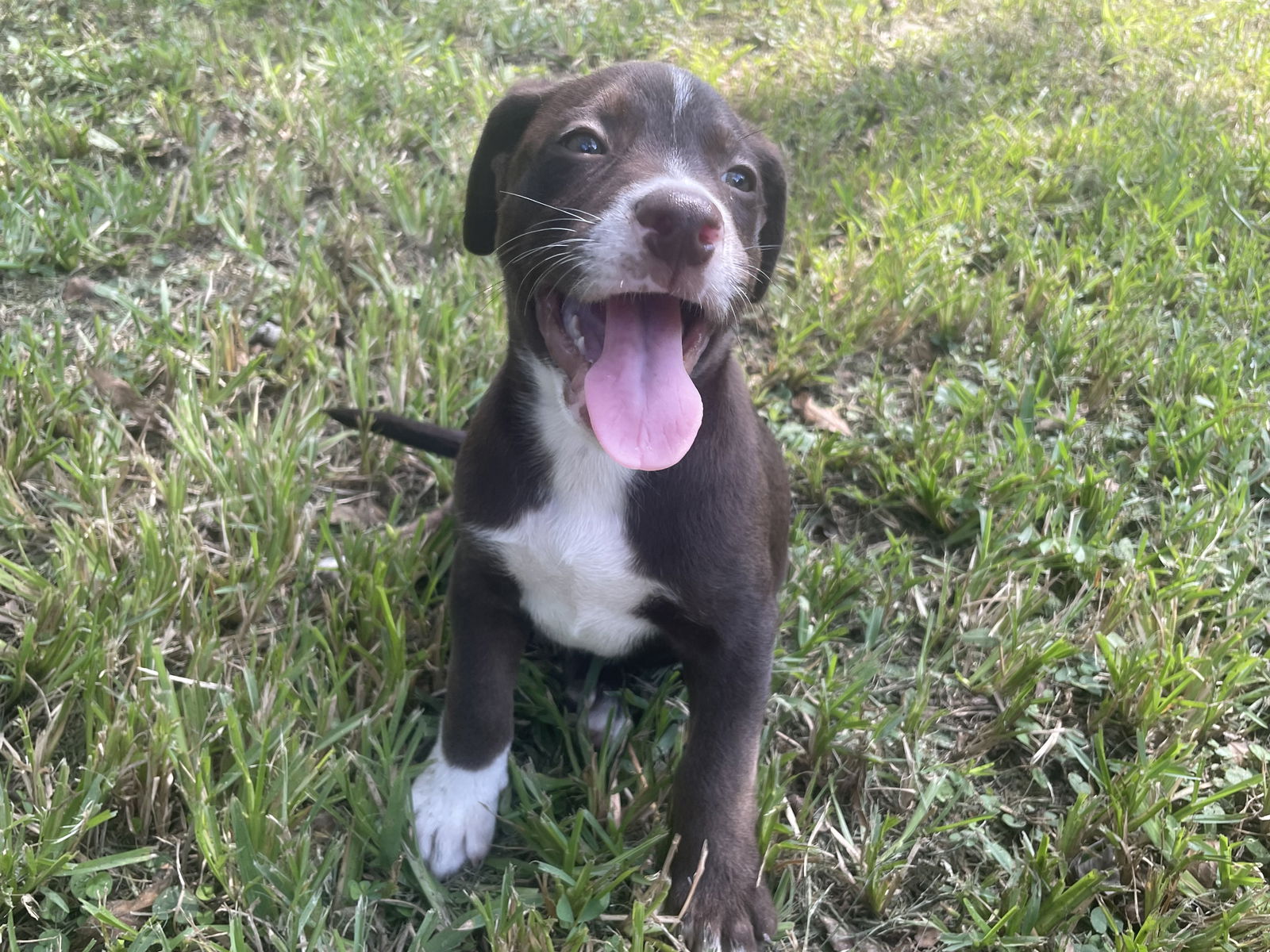 adoptable Dog in Spring, TX named Shiloh