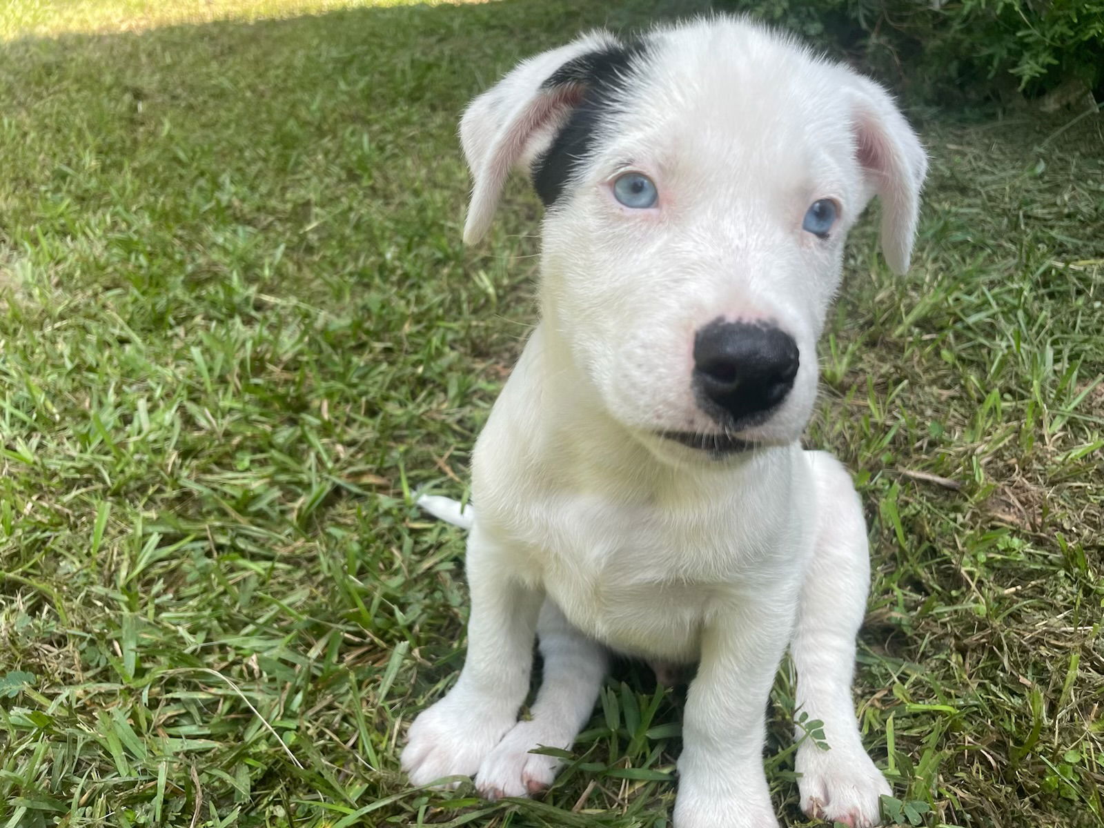 adoptable Dog in Spring, TX named Sky