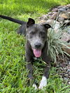 adoptable Dog in Spring, TX named Mud Bug