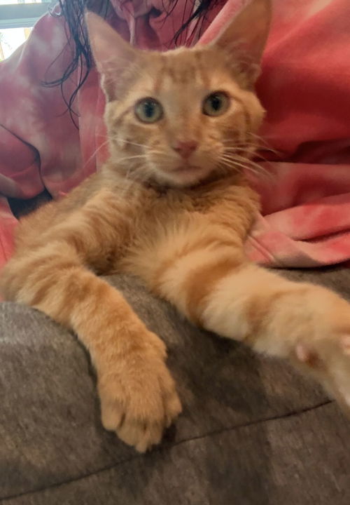 picture of the cat needing adoption
