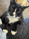 adoptable Cat in Spring, TX named Oreo