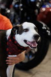 adoptable Dog in  named Lucky