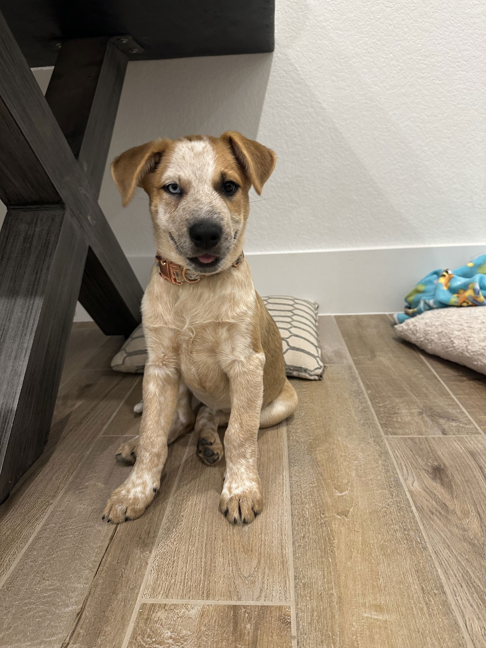 adoptable Dog in Spring, TX named Bingo