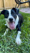 adoptable Dog in Spring, TX named Cream