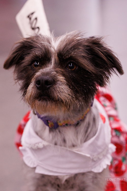 picture of the dog needing adoption