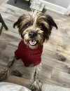 Missy - Photo 4