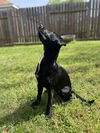 adoptable Dog in spring, TX named Ashlee