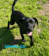 adoptable Dog in Spring, TX named Sparklers