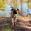 adoptable Dog in spring, TX named Bash