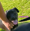 adoptable Dog in  named Cheers