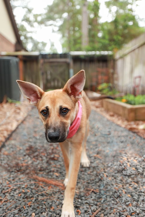 picture of the dog needing adoption