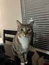 adoptable Cat in Spring, TX named Jake